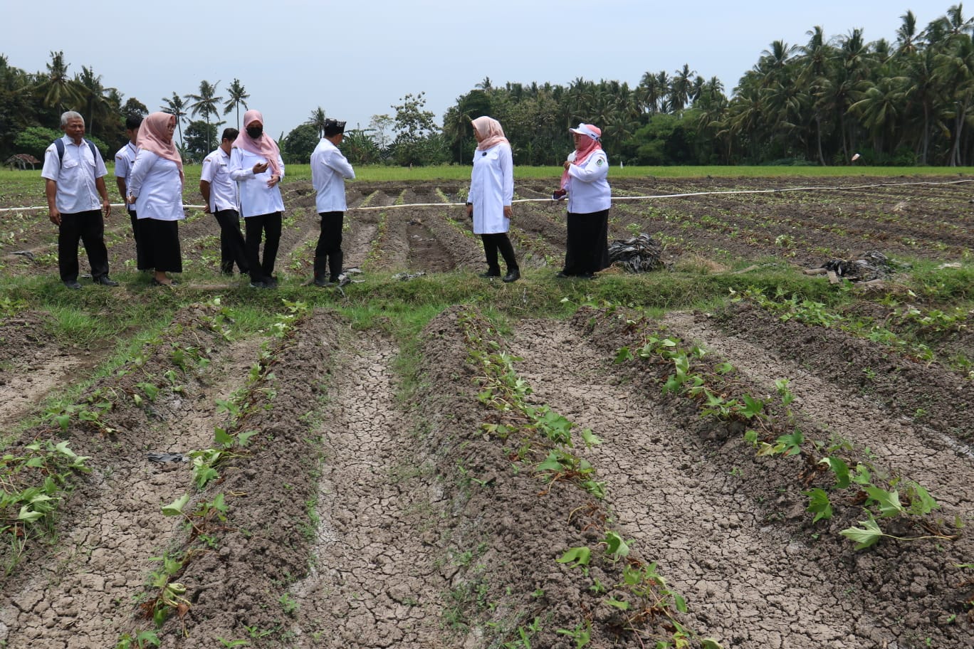 Pemkab Banyuwangi Cek Kondisi Air di Persawahan 
