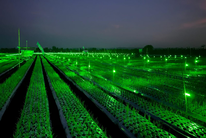 Pemkab Banyuwangi Dorong Penerapan Light Trap untuk Petani Bawang Merah