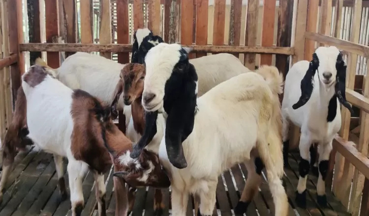 Program CSR PT BSI: Transformasi Peternak Kambing Menjadi Pengusaha Mandiri