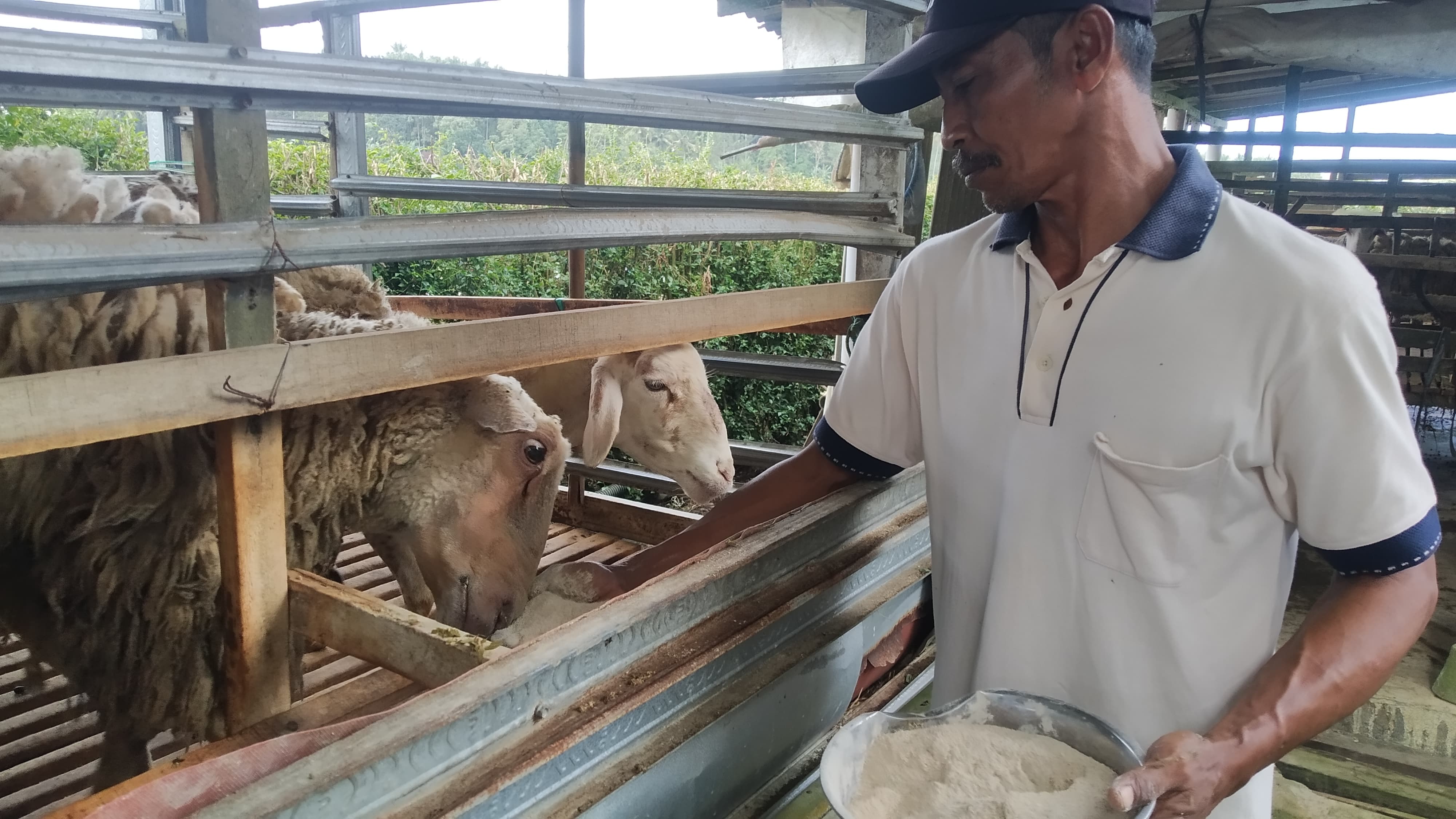 Dispertan Imbau Peternak Banyuwangi Siapkan Pakan Alternatif
